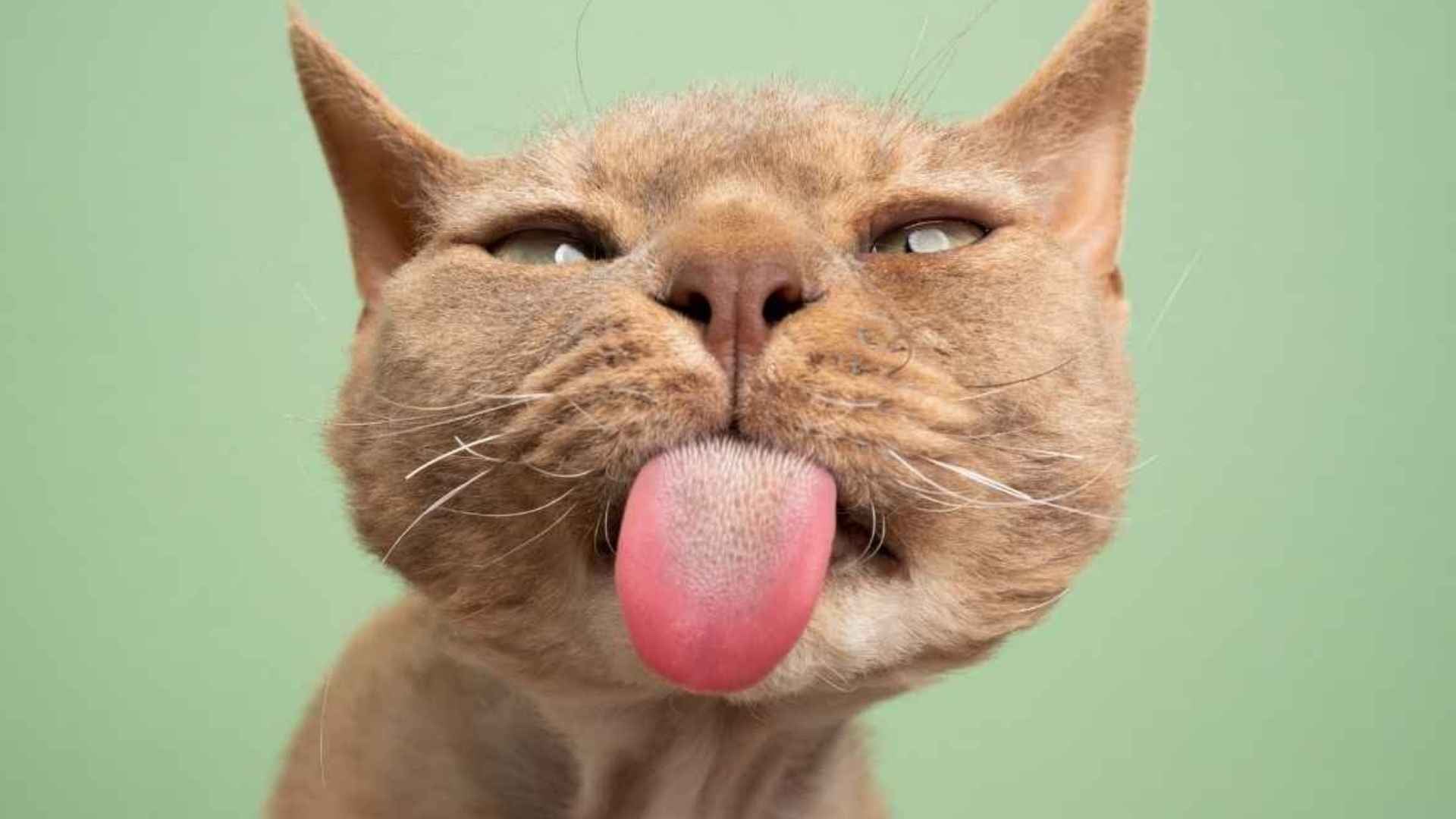 lengua de los gatos de cerca​ 